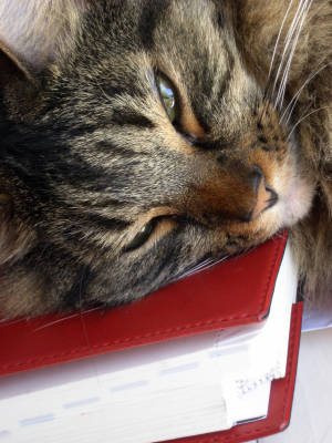 Cat Napping on a book